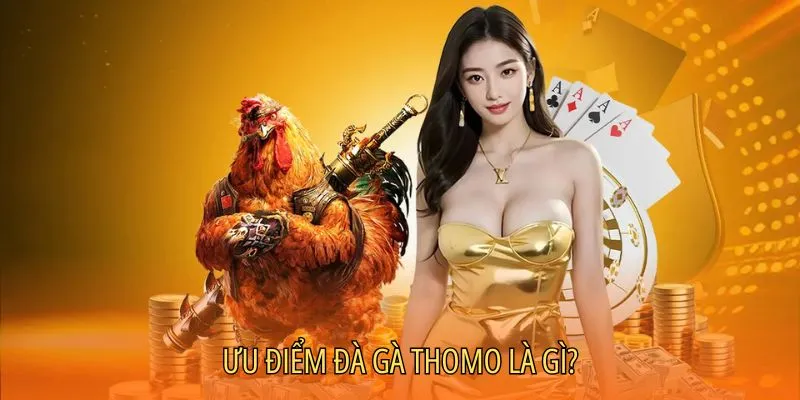 Điểm sáng của đá gà Thomo là gì?