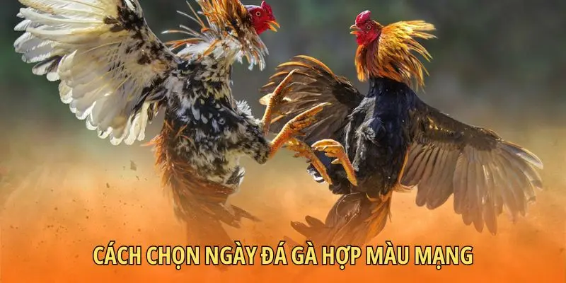 Cách chọn ngày đá gà hợp màu mạng