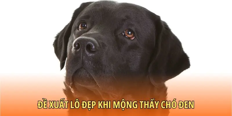 Đề xuất lô đẹp khi mộng thấy chó đen