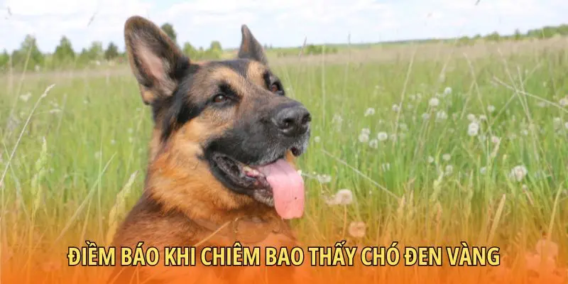 Điềm báo khi chiêm bao thấy chó đen vàng