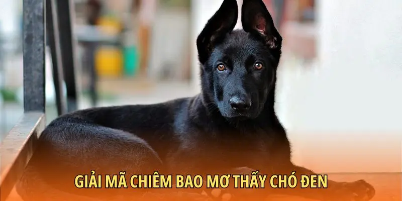 Giải mã chiêm bao mơ thấy chó đen