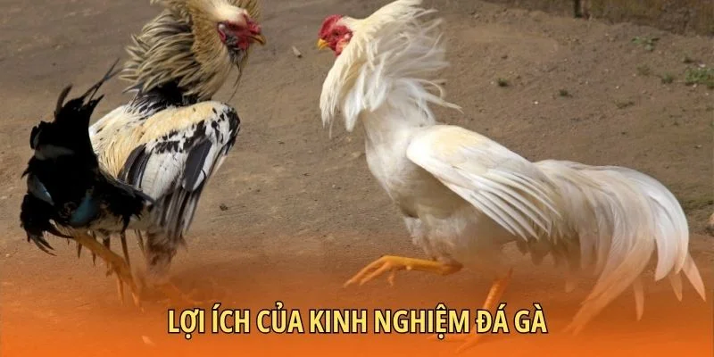 Kinh nghiệm đá gà mang đến nhiều ích lợi
