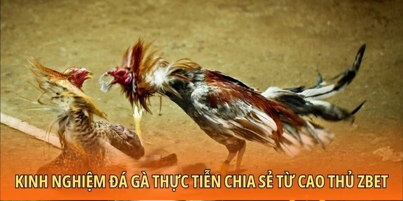 Kinh nghiệm đá gà