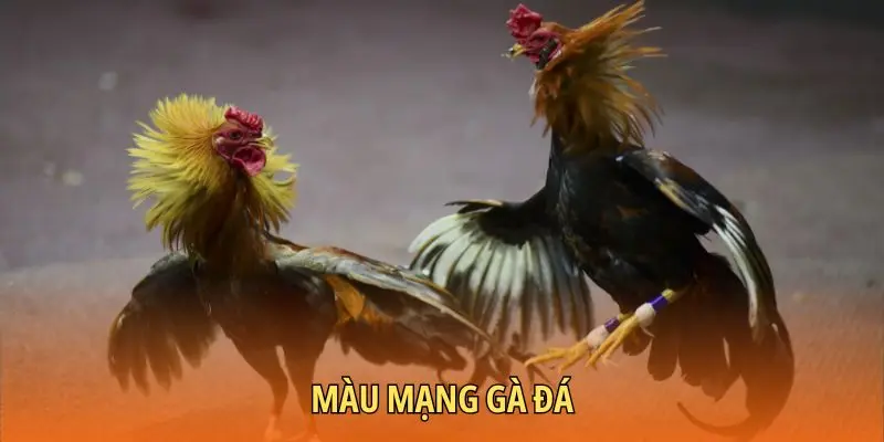 Màu mạng gà đá