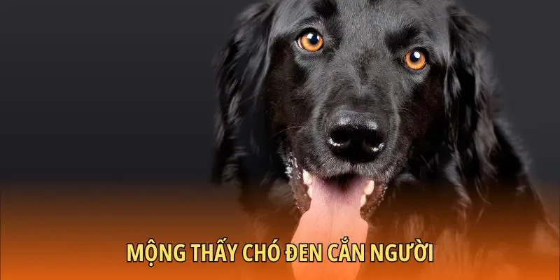 Mộng thấy chó đen cắn người