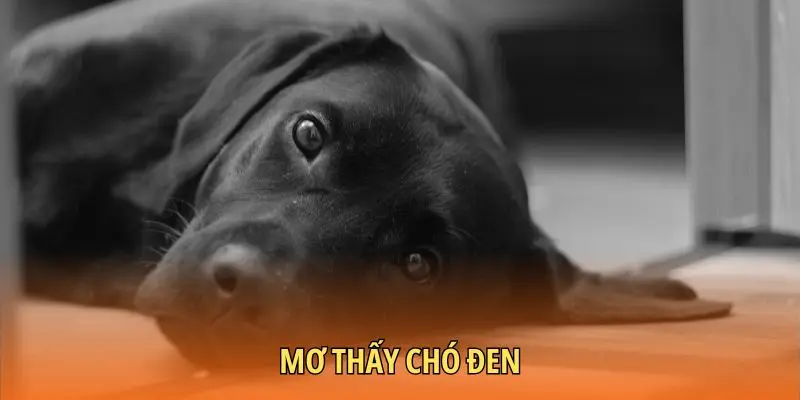 Mơ thấy chó đen