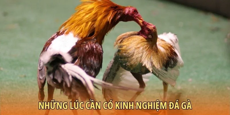 Sư kê cần bí quyết hay để chiến thắng