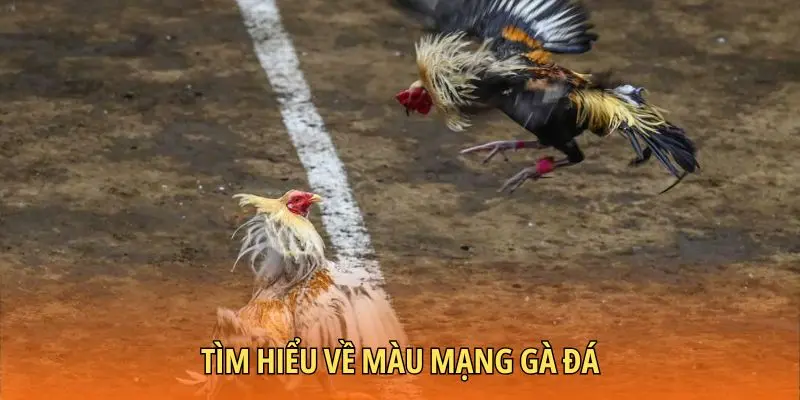 Tìm hiểu về màu mạng gà đá