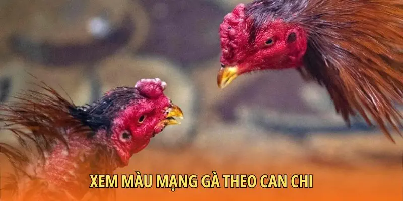 Xem màu mạng gà theo can chi